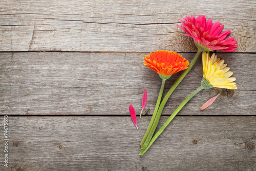 Fototapeta Naklejka Na Ścianę i Meble -  Three colorful gerbera flowers