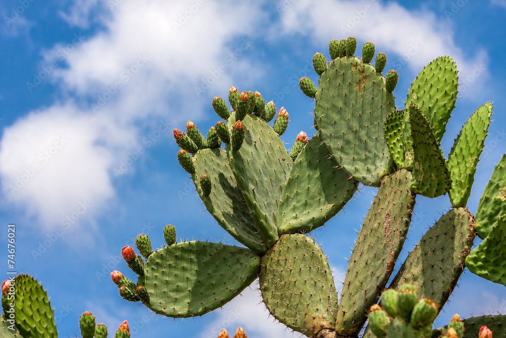 Opuntia cactus against blue sky. Opuntia cactus against blue sky.