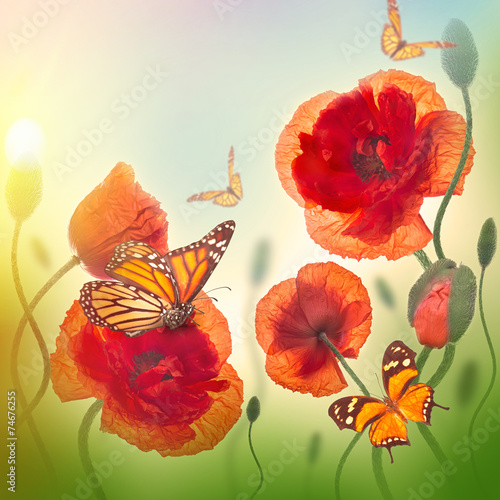 Fototapeta Naklejka Na Ścianę i Meble -  Red poppies field and blue cornflowers,  butterfly