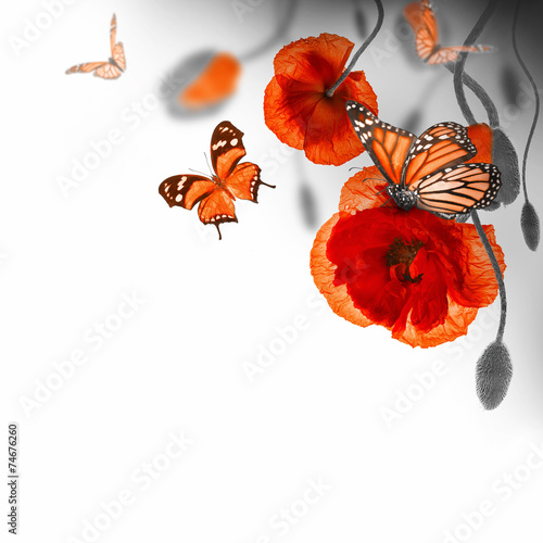 Fototapeta Naklejka Na Ścianę i Meble -  Red poppies field and blue cornflowers,  butterfly