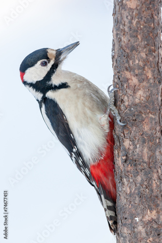 Dendrocopos major, Great spotted woodpecker.
