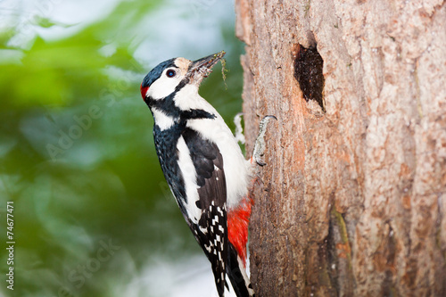 Dendrocopos major, Great spotted woodpecker.