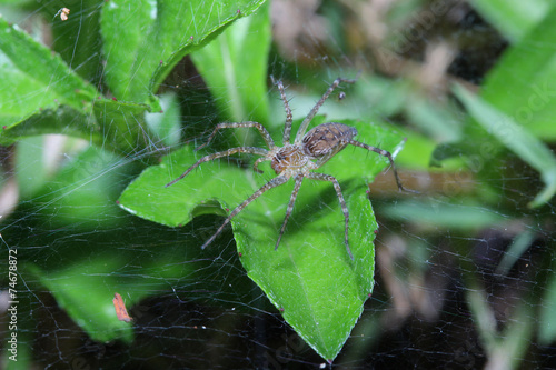 big female spider: wasp mimicry