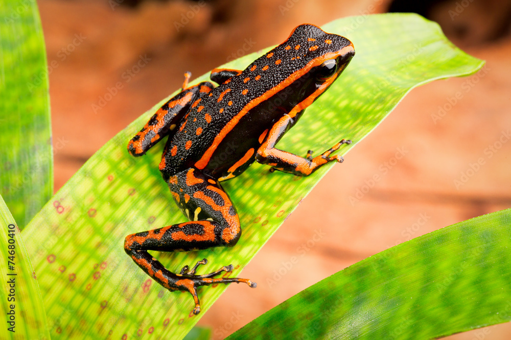 Obraz premium orange striped poison dart frog