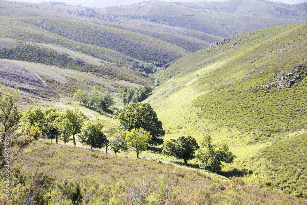 mountain landscape with green trees mountain landscape with green trees
