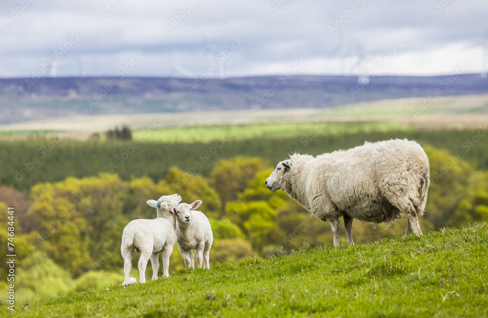Family on the Meadow - Scottish Sheep and Two Lambs, Scotland Family on the Meadow - Scottish Sheep and Two Lambs, Scotland