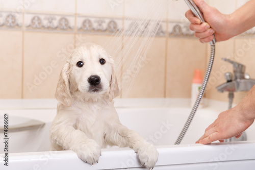 golden retriever puppy in shower