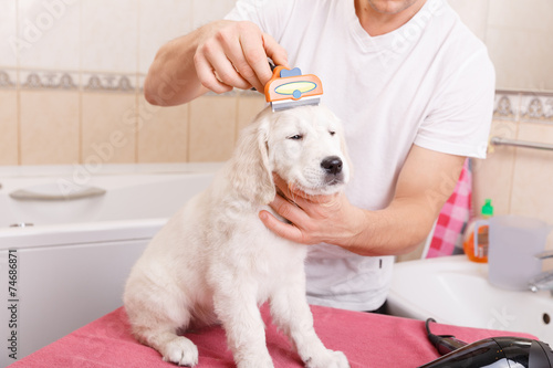 man grooming of his dog at home