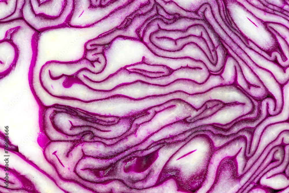 Rotkohl - Struktur Rotkohl - Struktur