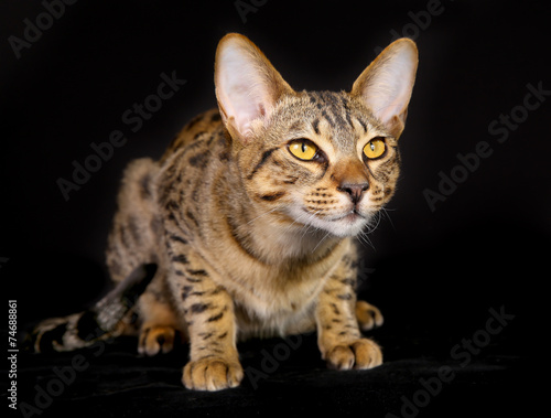 Fototapeta Naklejka Na Ścianę i Meble -  Purebred cat