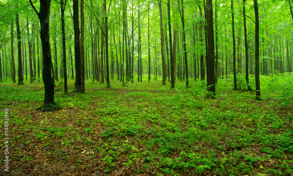 Fototapeta premium las