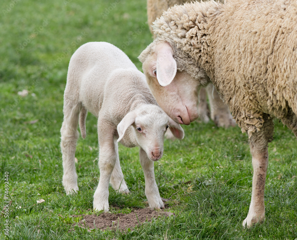 Obraz premium Sheep and lamb