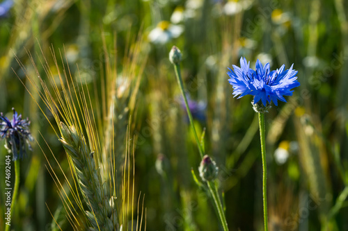 Kronblume