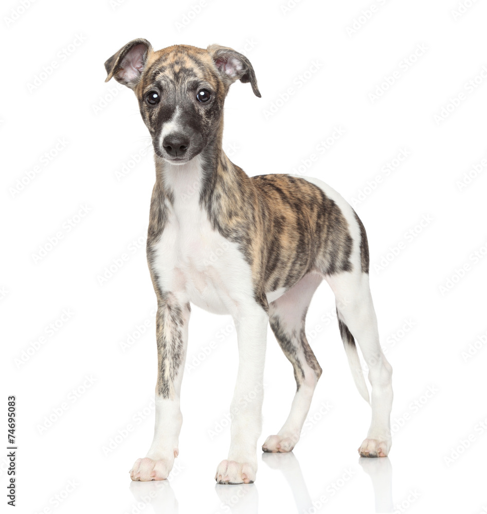 Whippet puppy