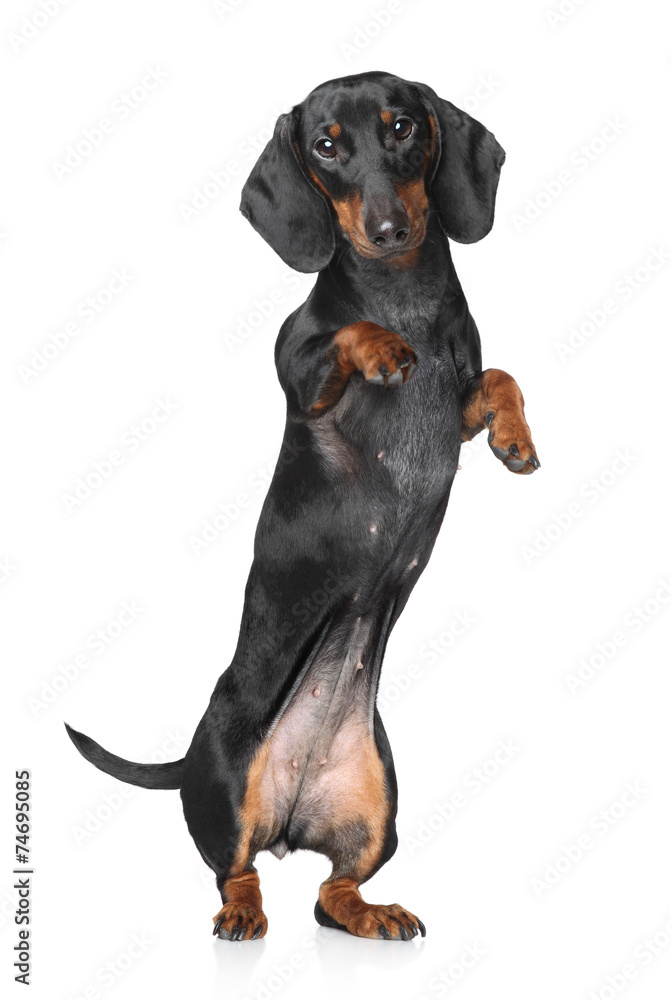 Miniature dachshund Miniature dachshund