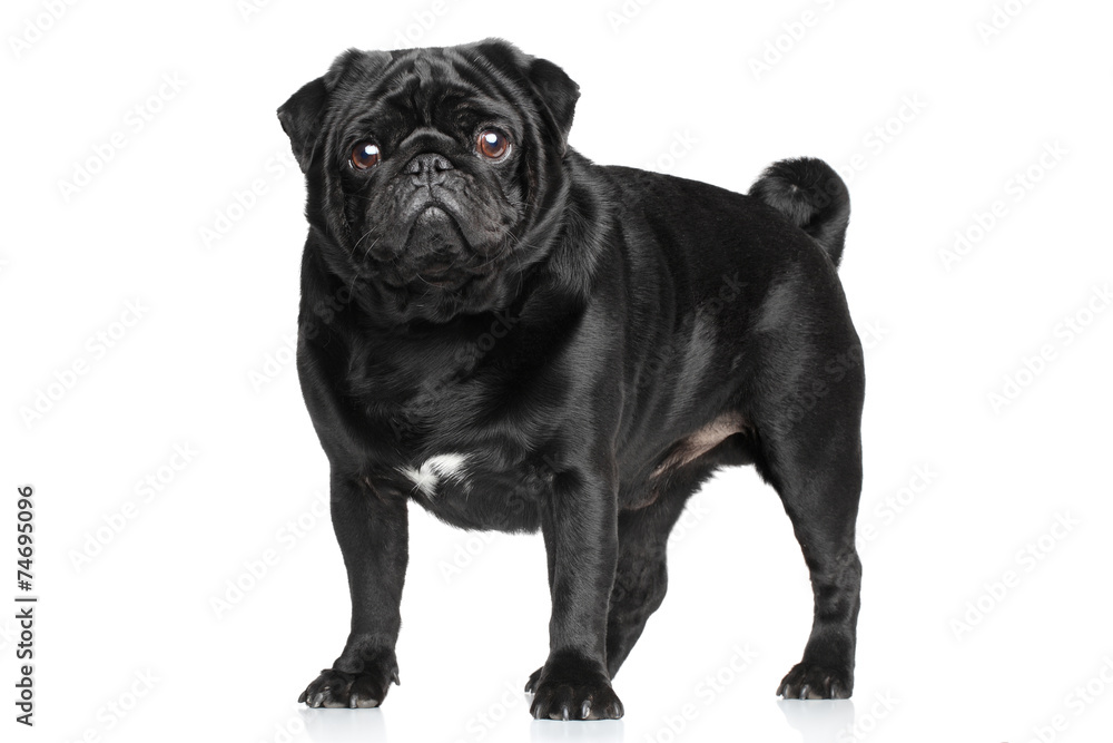 Black Pug on white Black Pug on white