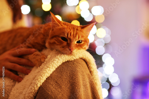 Red cat at home in Christmas time © Africa Studio
