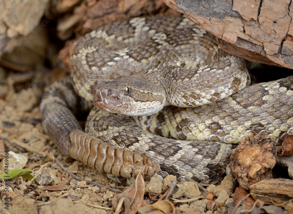 Southern Pacific Rattlesnake (Crotalus viridis helleri). Southern Pacific Rattlesnake (Crotalus viridis helleri).
