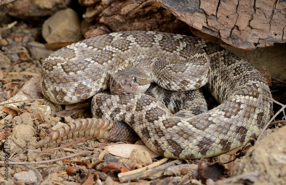 Southern Pacific Rattlesnake (Crotalus viridis helleri). Southern Pacific Rattlesnake (Crotalus viridis helleri).