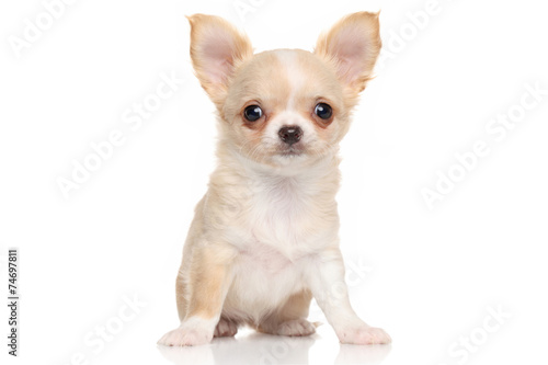 Fototapeta Naklejka Na Ścianę i Meble -  Chihuahua puppy