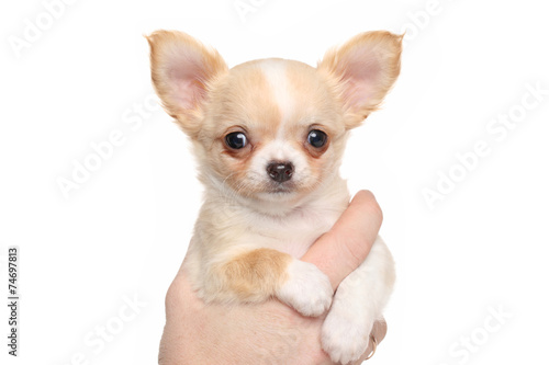 Chihuahua puppy © jagodka
