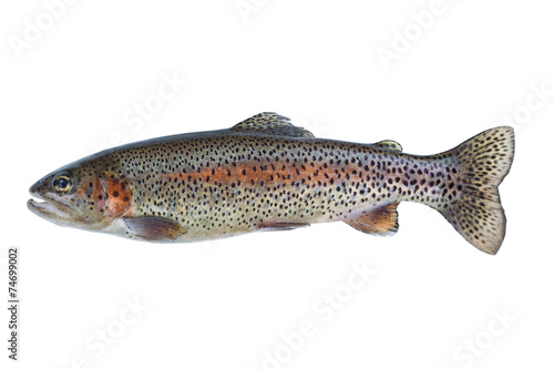 Native Rainbow Trout isolated on pure white background 
