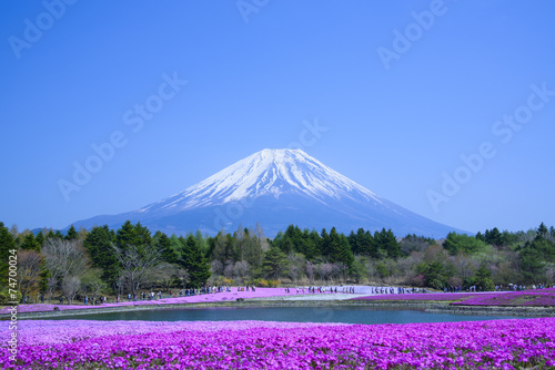 Phlox and Mt.Fuji © sin_ok