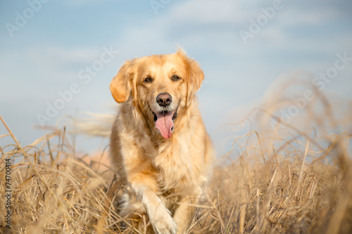 Golden retriever dog outdoor portrait