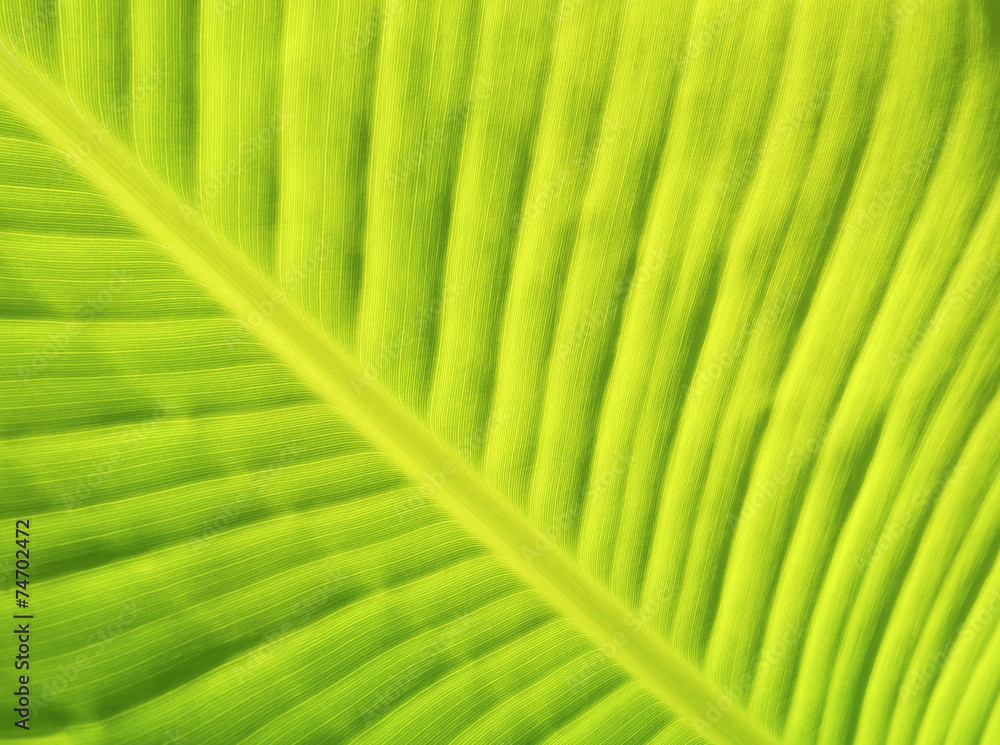 Banana Leaf for background