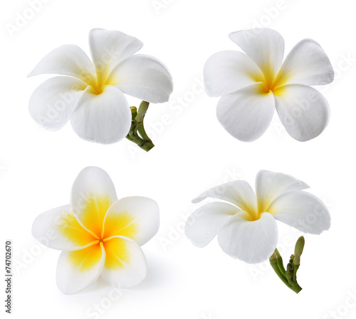 Tropical flowers frangipani (plumeria) isolated on white backgro photo
