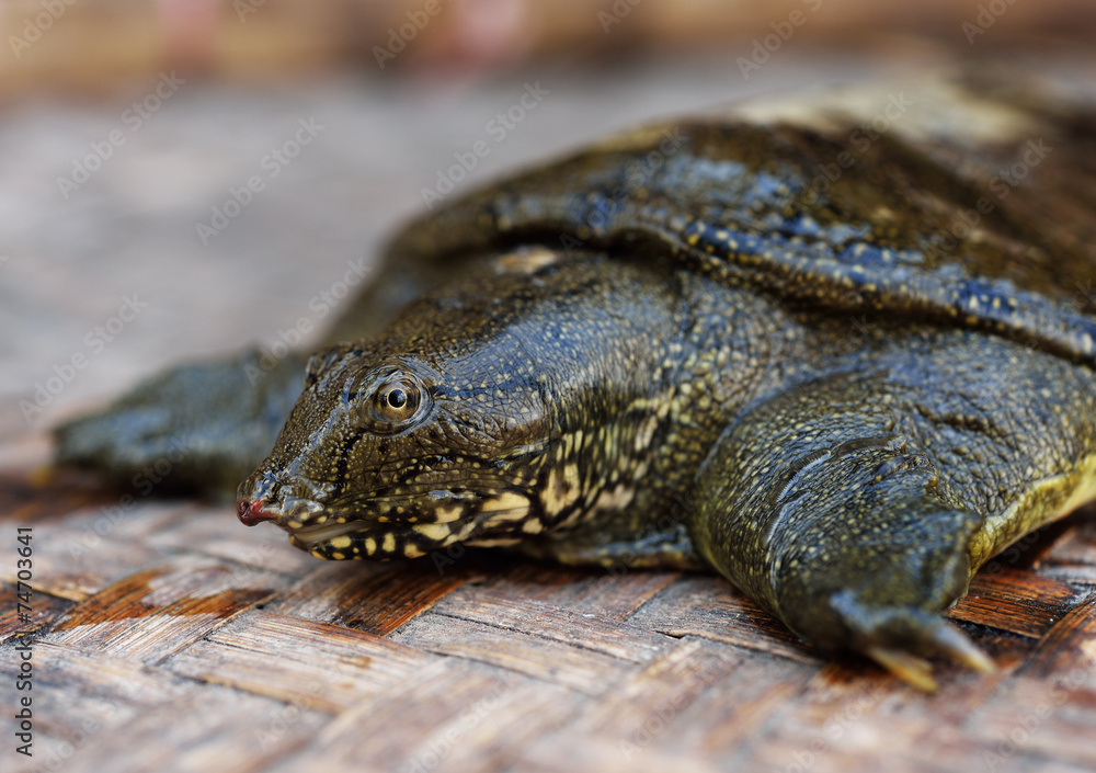 snapping turtle snapping turtle