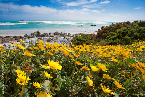 Flowers season in Cape Town © Martin Benes