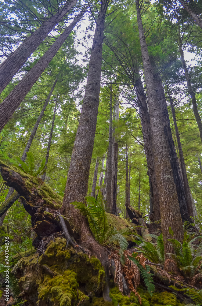 Redwood trees in Redwood national park, California Redwood trees in Redwood national park, California