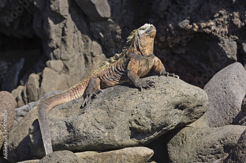 Male Marine Iguana on a Rocky Outcrop