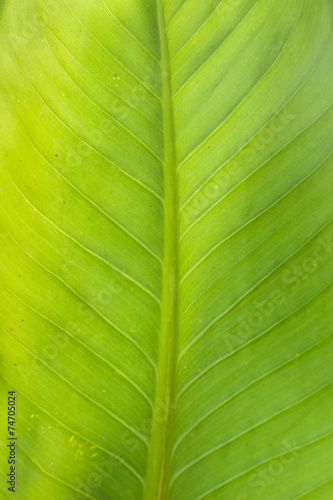 Texture background of backlight fresh green Leaf