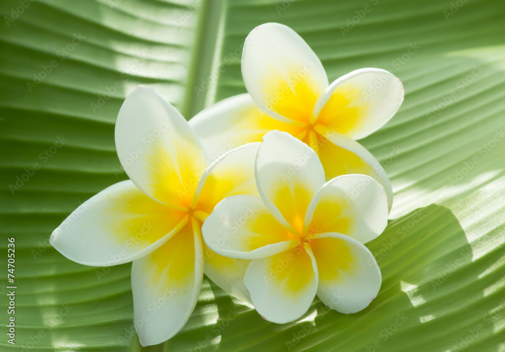 plumeria plumeria