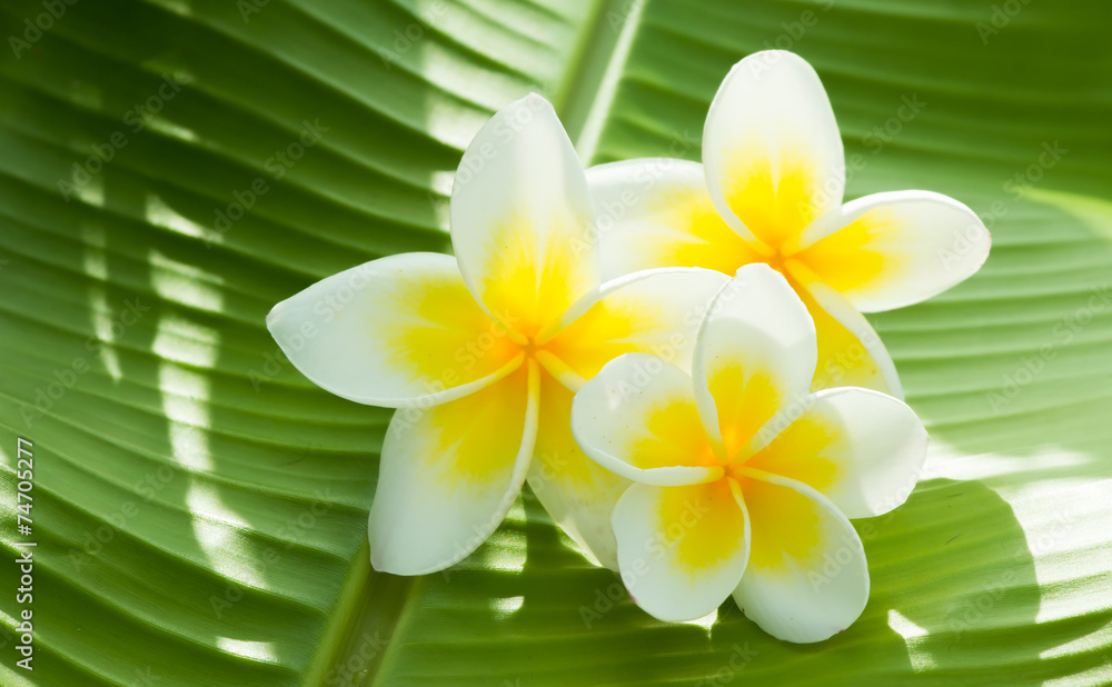 Plumeria