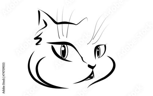 Beautiful cat