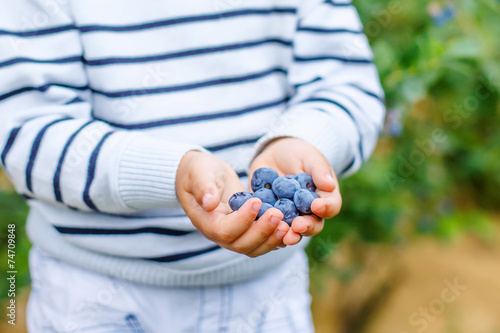 Little boy picking blueberry on organic self pick farm