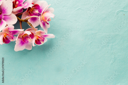 Fototapeta Naklejka Na Ścianę i Meble -  Orchid.