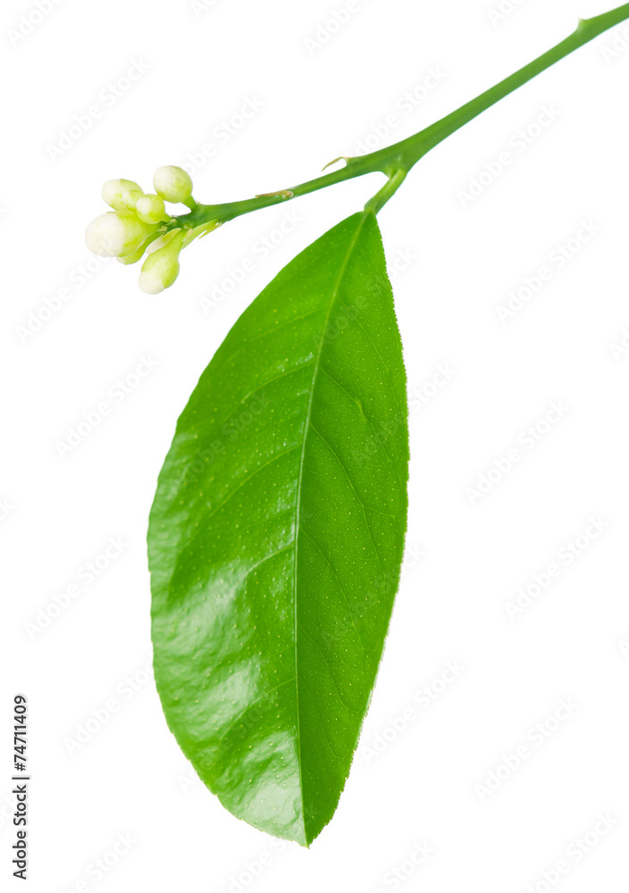 Obraz premium Lemon tree