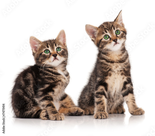 Fototapeta Naklejka Na Ścianę i Meble -  Cute kittens