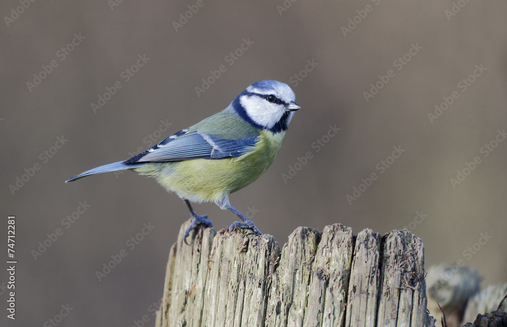 Obraz premium Blue tit, Parus caeruleus