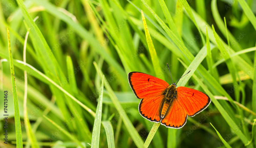 Naklejka premium Butterfly Large copper (Lycaena dispar) on green grass