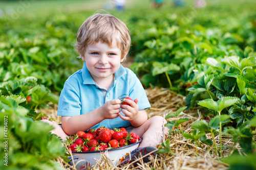 Happy little toddler boy on pick a berry farm picking strawberri
