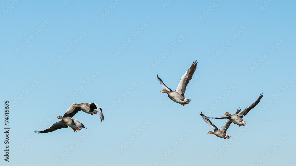 Fototapeta premium Ánsares Comunes en vuelo. Anser anser. Lagunas de Villafáfila