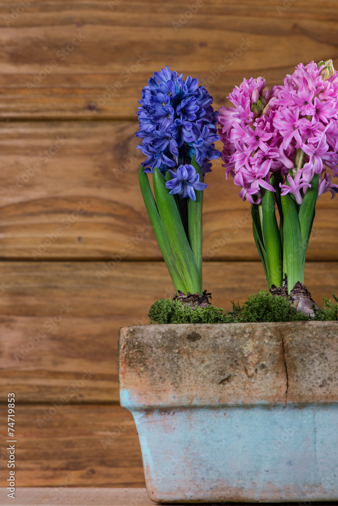 Spring bulb flowers on wooden background