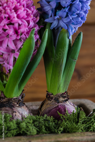 group of Hyacinth over wooden background