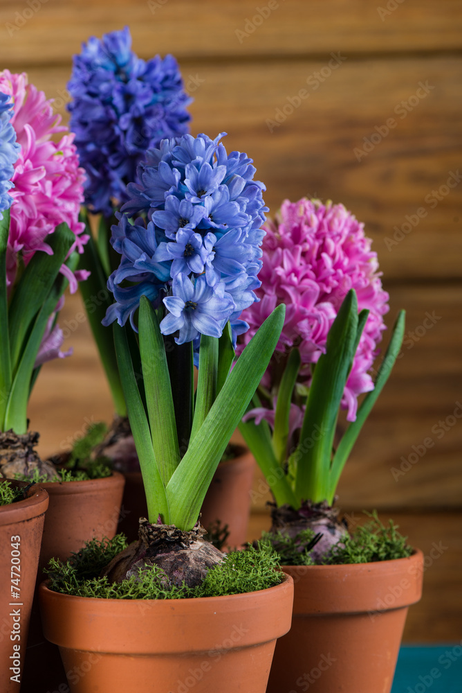 Group of fresh bulb spring flowers in ceramic pot Group of fresh bulb spring flowers in ceramic pot