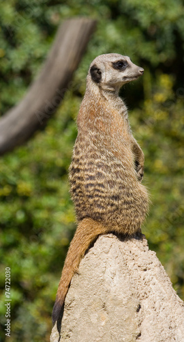 Meerkat